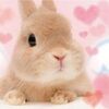 domokunlover69